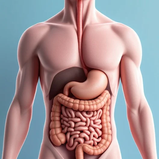 Digestive system after our custom meal plan