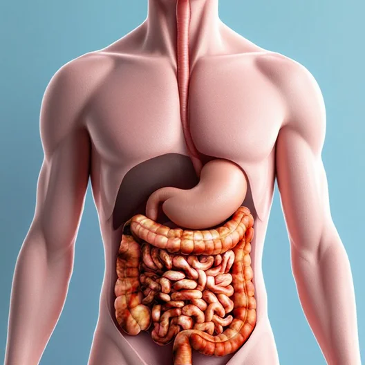 Digestive system before our custom meal plan